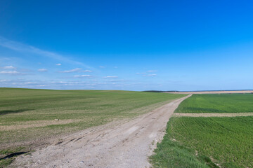 Fototapeta premium grass and other plants grow in a field with a dirt road