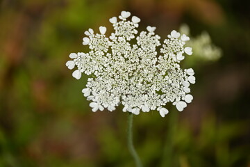 Wild carrot.Daucus carota, whose common names include wild carrot, bird's nest, bishop's lace, and Queen Anne's lace, is a flowering plant in the family Apiaceae, native to temperate regions of EU
