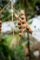 Brown mature Pigeon pea growing in an organic farm, Uttarakhand India