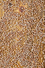 a few wheat grains for food and a new crop