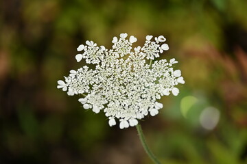 Wild carrot.Daucus carota, whose common names include wild carrot, bird's nest, bishop's lace, and...