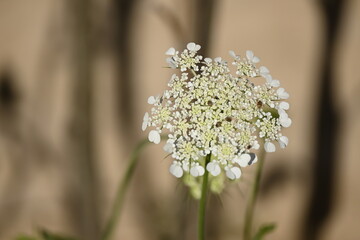 Wild carrot.Daucus carota, whose common names include wild carrot, bird's nest, bishop's lace, and...