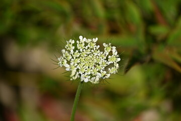 Wild carrot.Daucus carota, whose common names include wild carrot, bird's nest, bishop's lace, and Queen Anne's lace, is a flowering plant in the family Apiaceae, native to temperate regions of EU
