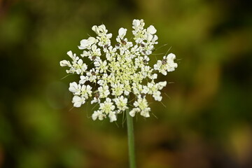 Wild carrot.Daucus carota, whose common names include wild carrot, bird's nest, bishop's lace, and Queen Anne's lace, is a flowering plant in the family Apiaceae, native to temperate regions of EU
