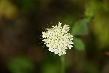 Wild carrot.Daucus carota, whose common names include wild carrot, bird's nest, bishop's lace, and Queen Anne's lace, is a flowering plant in the family Apiaceae, native to temperate regions of EU
