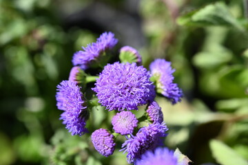 Bluemink . Ageratum houstonianum, commonly known as flossflower, bluemink, blueweed, pussy foot or Mexican paintbrush, is a cool-season annual plant often grown as bedding in gardens.