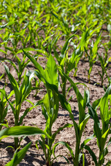 agricultural field with corn in soil and mud