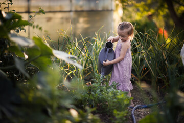 cute toddler kid girl with big watering can waters beds in garden in summer, helping children in garden and child taking care of plants. Montessori outside and natural gardening © natalialeb