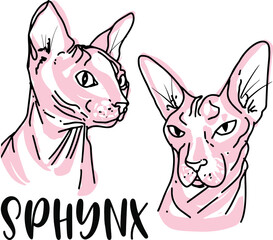 sphynx cats