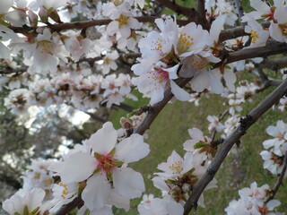 FLORES BLANCAS EN EL PARQUE 