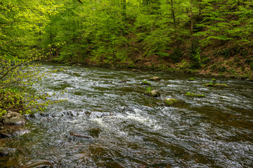 river in the forest