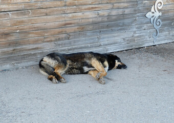 Homeless dog sleeps on an asphalt road in a city street