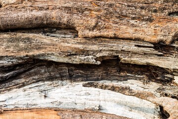 Closeup old dead tree wood background, nature texture background