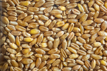 wheat grain texture background closeup