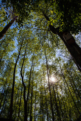 Obraz premium deciduous trees growing in the park in the summer