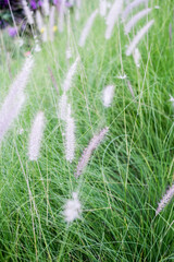 Grass in the wind