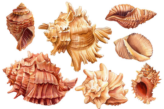 Set of seashells on isolated white background, shell hand painted illustration