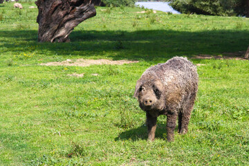 Mangalica a Hungarian breed of domestic pig in the pasture