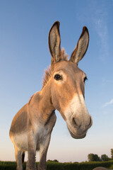 Portrait of funny brown donkey over blue sky