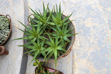 Aloe in a round tin basin on the background of a concrete floor for home decoration