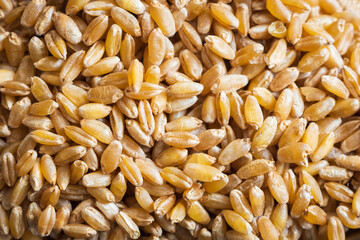 wheat grain texture background closeup