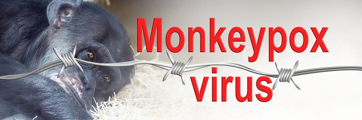 Monkeypox virus. Monkey in quarantine infected with monkeypox virus.