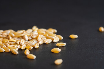 wheat crop grains spilled on dark background