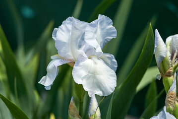 Naklejka na ściany i meble White iris albicans in my garden