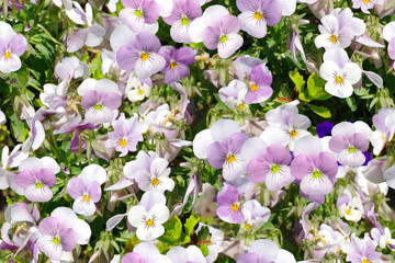 Obraz na płótnie Canvas Seamless floral background with blue violets.