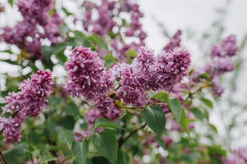 Lilac flowers in the garden in cloudy spring weather. Close up