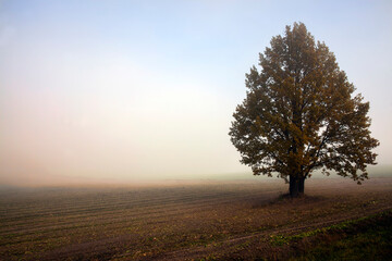 Obraz na płótnie Canvas autumn tree during leaf fall, changes in nature during the autumn season