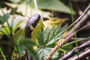 A non-venomous snake crawls in green grass . It's Natrix natrix (grass, ringed or water snake).