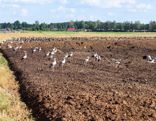 a large number of stork birds on plowed fertile soil