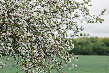spring rain in blooming garden, concept freshness nature weather seasonal background