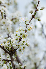 Sakura cherry tree blossom in pink and white. Beautiful spring or summer floral background.