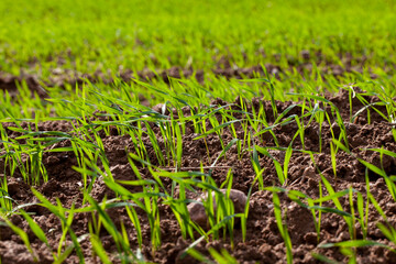 young wheat growing on the territory of an agricultural field