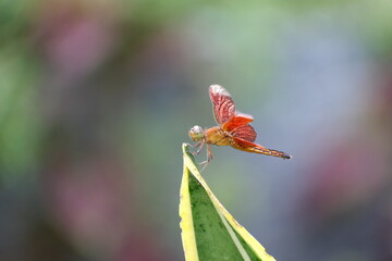 Dragonfly