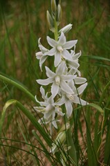 Scilla siberica ‘Alba’ (Siberian squill) with pure white, bell-shaped flowers in sunny spring day, close-up.Småland,Sweden.