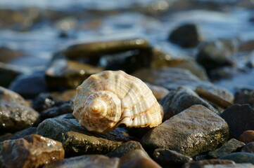 Seashell on the riverbank close-up. Outdoor recreation.