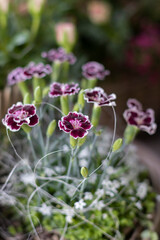 Beautiful flowers in summer in a great shade of pink in a Swiss flower shop