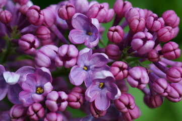 A blooming branch of lilac. Spring floor. Beauty is in nature.