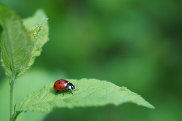 A little ladybug on a green leaf. Insects in nature. Wildlife. Macrophotography