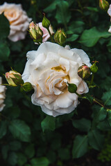 薔薇園の薔薇の花　フレチレース