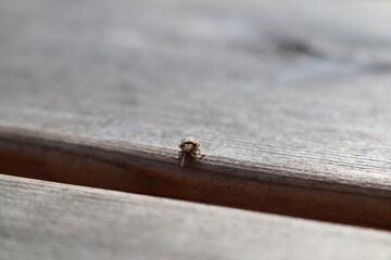 bug on a wooden table board