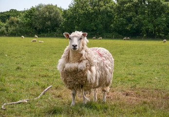 sheep with wooly coat in a field during warm day. Curious sheep looking and waiting to be sheered. Farmyard animal in meadow 
