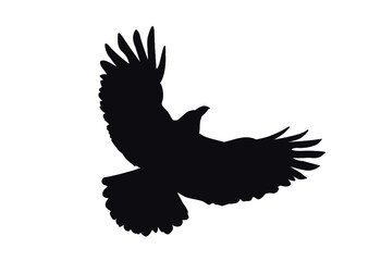 Obraz premium Ein grosser Rabe steigt mit ausgebreiteten Flügeln in die Höhe