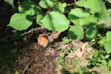 toadstool mushroom hiding under some green leaves