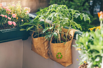 Tomatoes grow in reusable plant grow bags on balcony. Tee-big-bags were recycled manually by indian workers. Upcycling time-limited products. Sustainability macro trend.