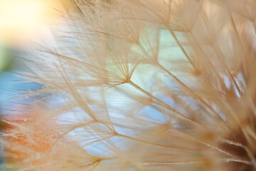 Dandelion with Water Drops Filtered.