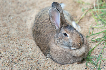 One long-eared hare, rabbit close-up lies on the sand near the grass. Farming. Pet. Easter concept.
